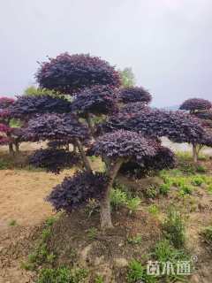 10公分造型红花继木桩