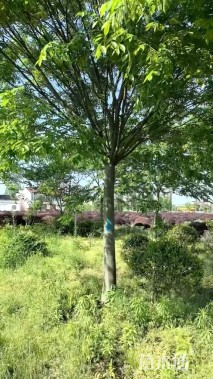 20公分榉树