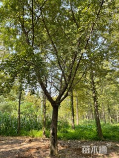 16公分嫁接银杏