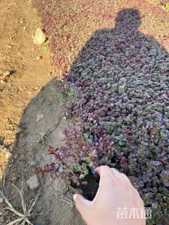 高度14厘米红叶景天