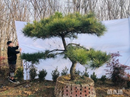 40公分造型油松