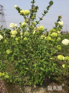 高度300厘米木绣球