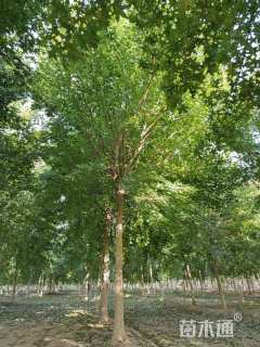 12.15公分元宝枫