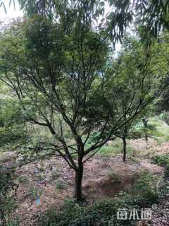 14公分中国红枫