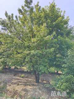 100公分丛生榔榆
