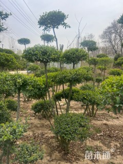 6公分造型小叶女贞