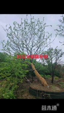 35公分朴树