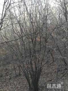 高度1200厘米丛生五角枫