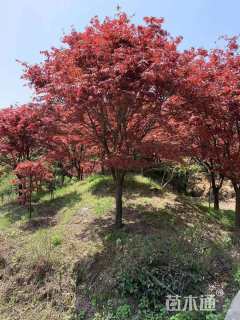 15公分中国红枫