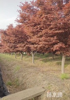 12公分日本红枫