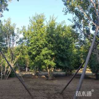 高度600厘米丛生元宝枫