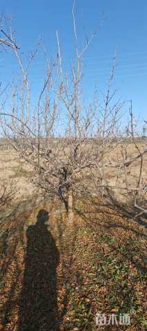 高度300厘米石榴