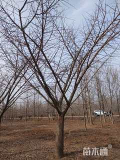 30公分嫁接银杏