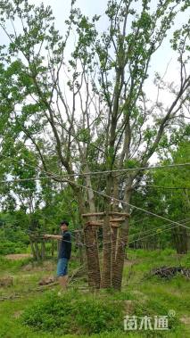 60公分(5杆)丛生乌桕