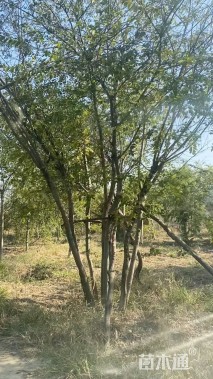 70公分朴树