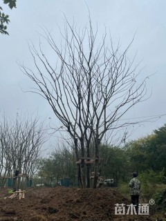 18公分多杆朴树
