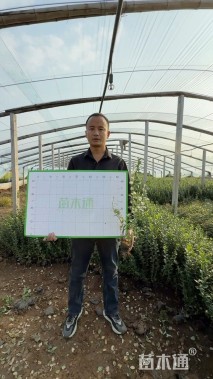 高度60厘米胶东卫矛