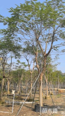 25公分凤凰木