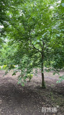 15公分朴树