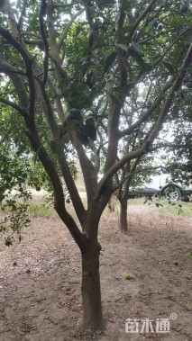 20公分丛生香橼