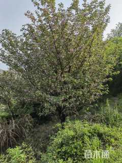 24公分日本晚樱