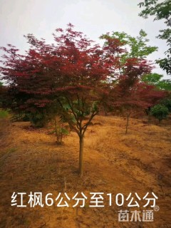 9公分红枫