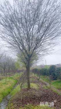 15公分榉树