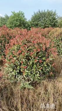 冠幅120厘米红叶石楠球