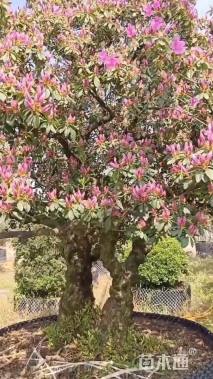 高度300厘米杜鹃