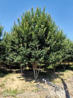 高度700厘米丛生三角枫