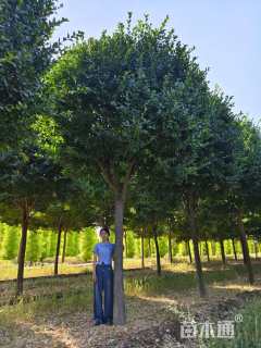 高度600厘米胶东卫矛