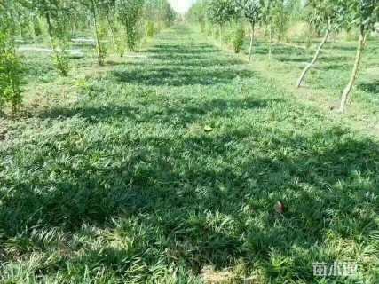 高度30厘米玉龙草