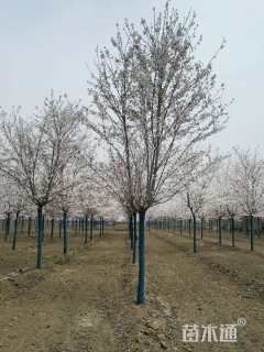 20公分染井吉野樱