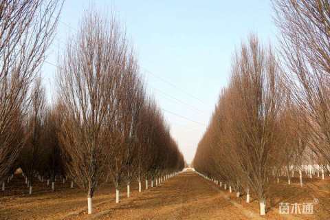 10公分欧洲鹅耳枥