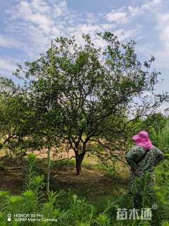 20公分丛生香橼