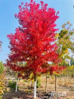 18公分美国红枫