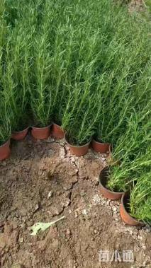 高度1525厘米迷迭香