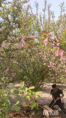 12公分垂丝海棠