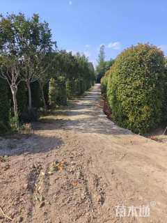 高度200厘米红叶石楠柱