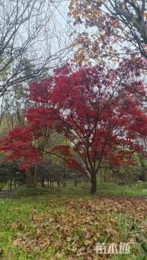 10公分中国红枫