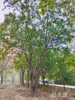 55公分丛生榔榆