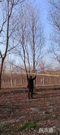 40公分丛生乌桕