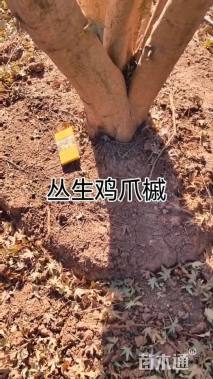 高度400厘米丛生鸡爪槭