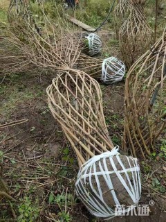 1.2公分紫薇花瓶