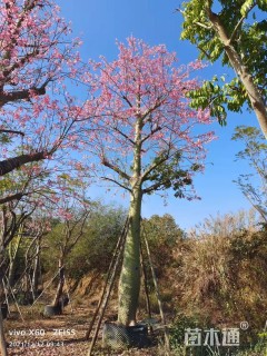 50公分大腹木棉