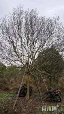 高度5500厘米红花紫薇