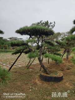 50公分造型油松