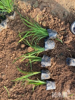 高度16厘米金娃娃萱草