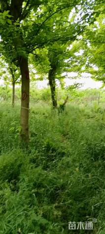 12公分金叶复叶槭