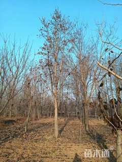 18公分二乔玉兰